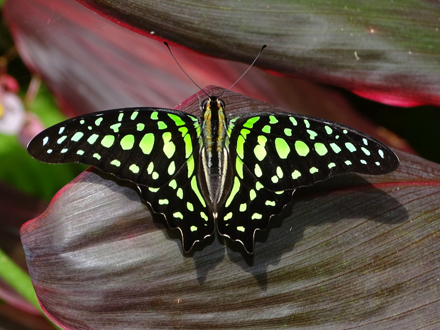 Graphium agamemnon